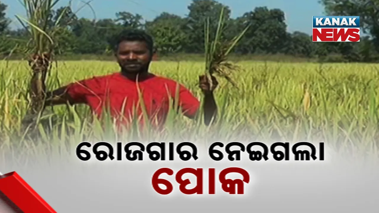  Farmer Photograph: (kanak news) 