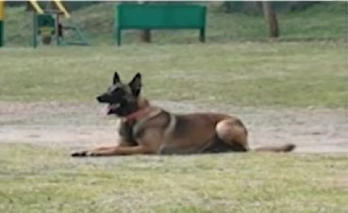  Sahid Dog Photograph: (kanak news) 