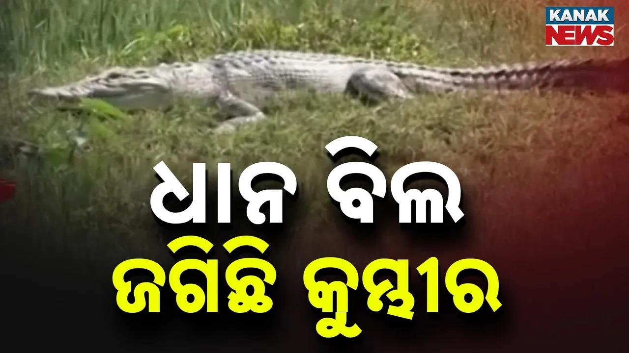  Crocodile Photograph: (Kanak News) 