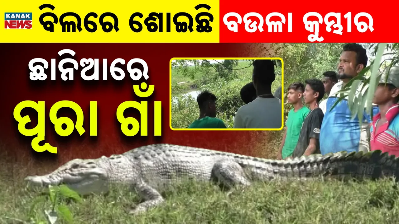  crocodile Photograph: (KanakNews) 