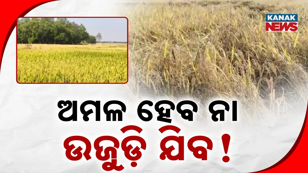  Farmer Photograph: (kanak news) 