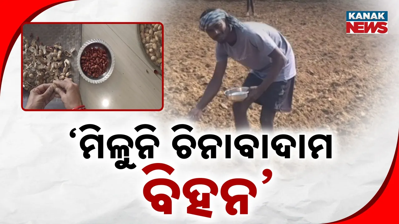  ଚିନାବାଦାମ ଚାଷୀଙ୍କୁ ଠକିଦେଲେ ସରକାର, ମିଳିଲାନି ସରକାରୀ ବିହନ, ଫାଇଦା ନେଉଛନ୍ତି ଘରୋଇ ବ୍ୟବସାୟୀ