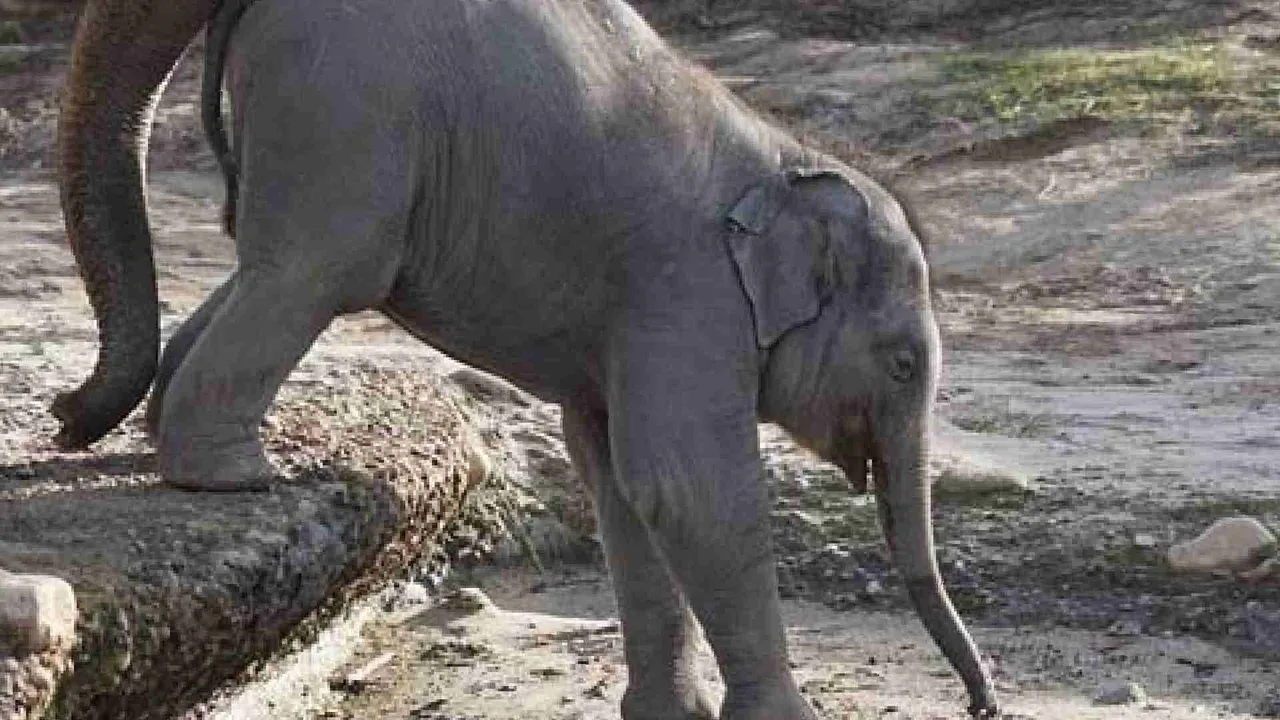  Elephant Photograph: (Google) 