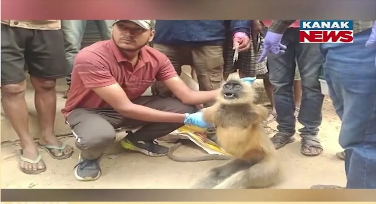  Monkey Photograph: (KanakNews) 