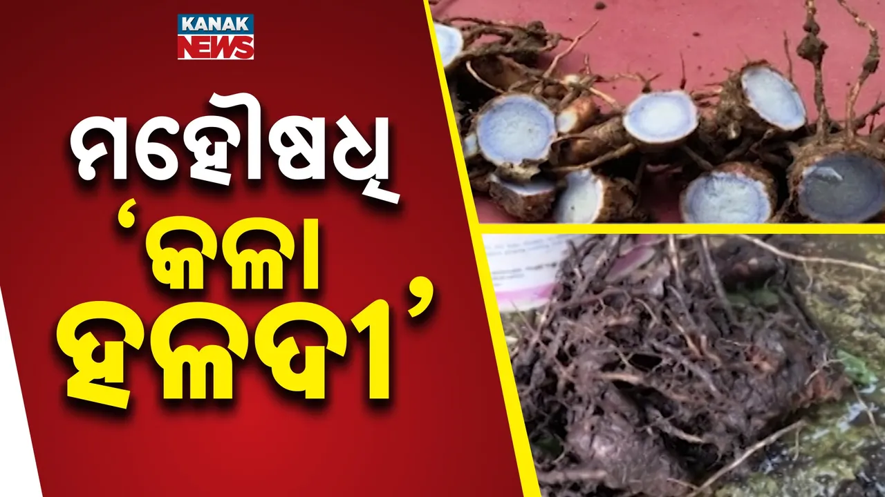  black turmeric Photograph: (kanak news) 