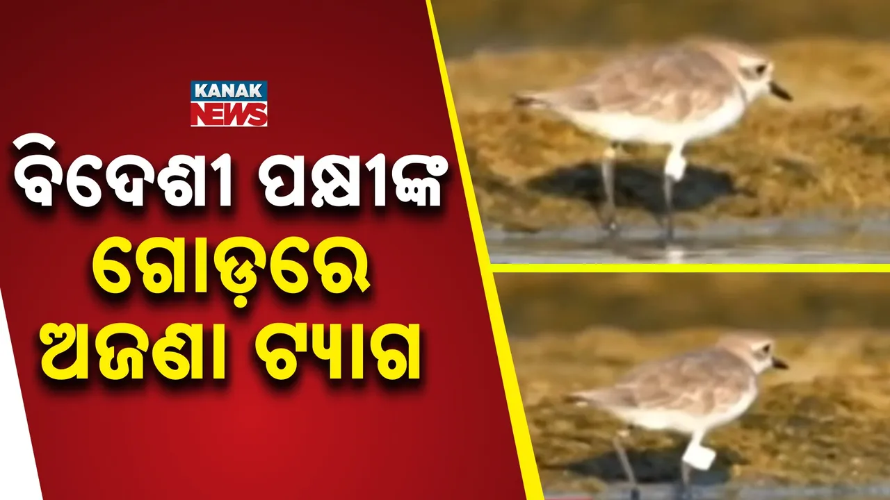  Bird Photograph: (KanakNews) 