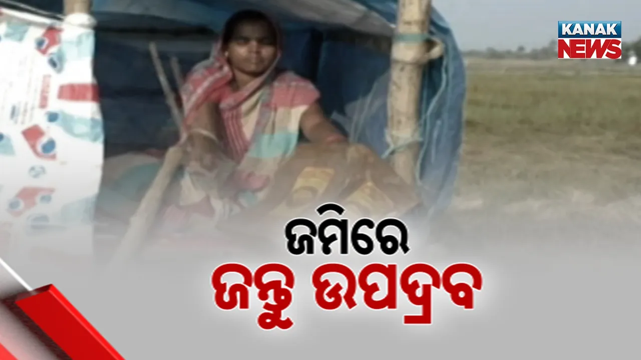  ଅସ୍ତରଙ୍ଗ ଓ କାକଟପୁରରେ ଜଙ୍ଗଲୀ ଜନ୍ତୁଙ୍କ ଉପଦ୍ରବ, ବାରହା ଓ ହରିଣ କରୁଛନ୍ତି ନାକେଦମ୍