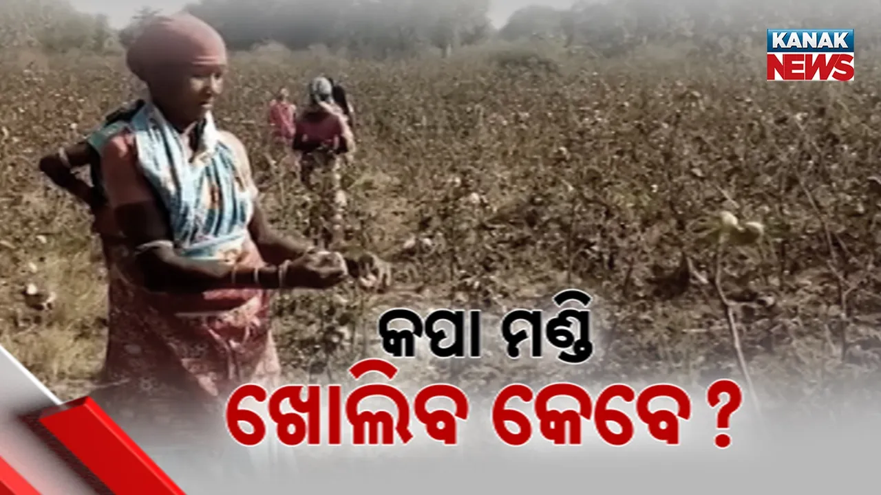  କଳାହାଣ୍ଡି ଜିଲ୍ଲାରେ ଆରମ୍ଭ ହେଲାଣି କପା ଅମଳ, ହେଲେ ଏଯାଏଁ ଖୋଲୁନି ମଣ୍ଡି