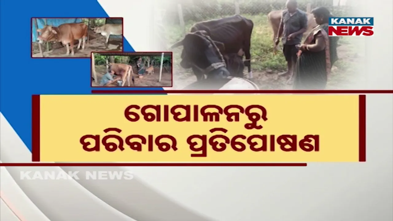  cow milk Photograph: (KanakNews) 