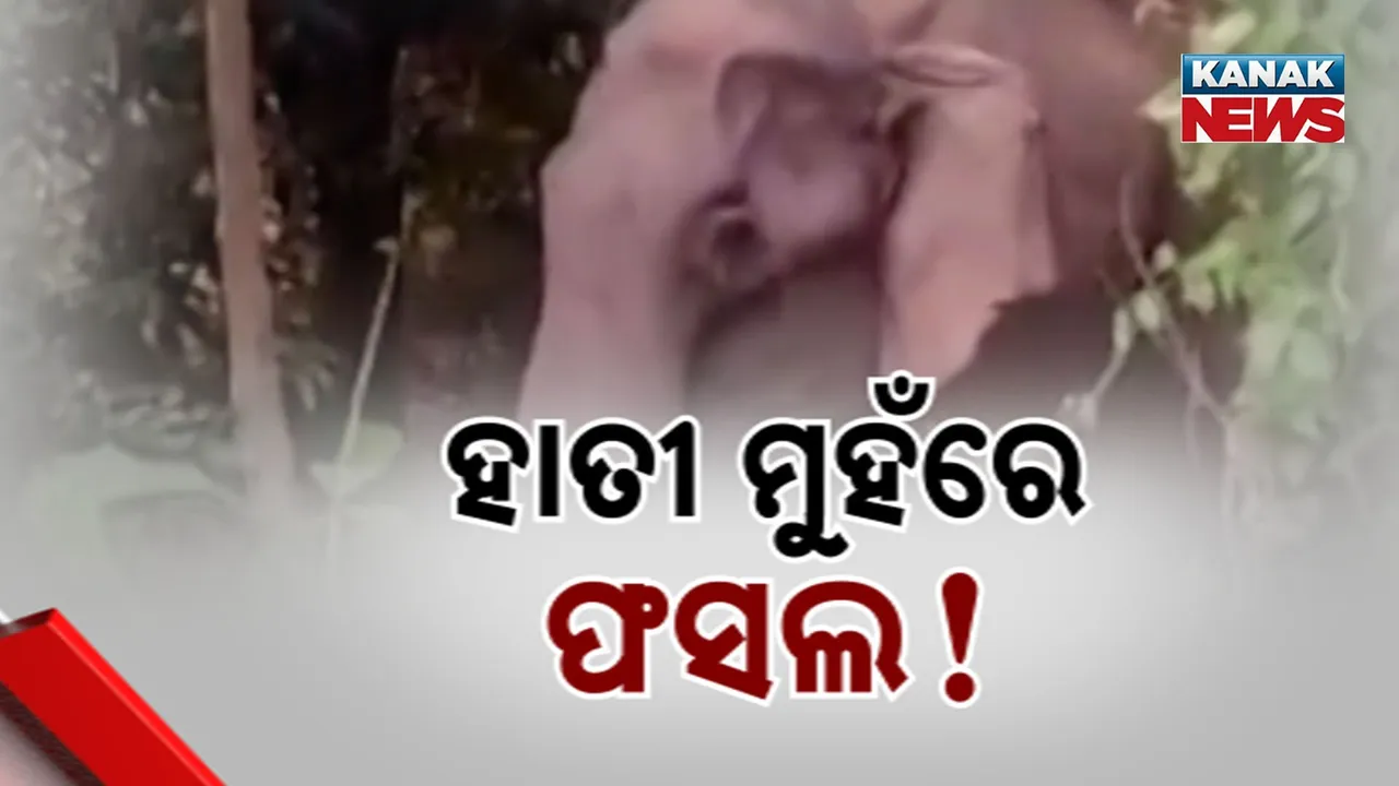  Elephant Photograph: (KanakNews) 