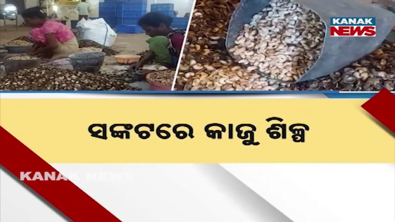  kaju farming Photograph: (KanakNews) 