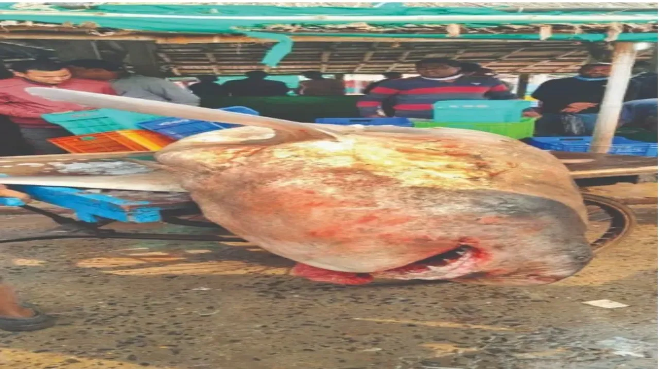  Photograph: (kanaknews) 