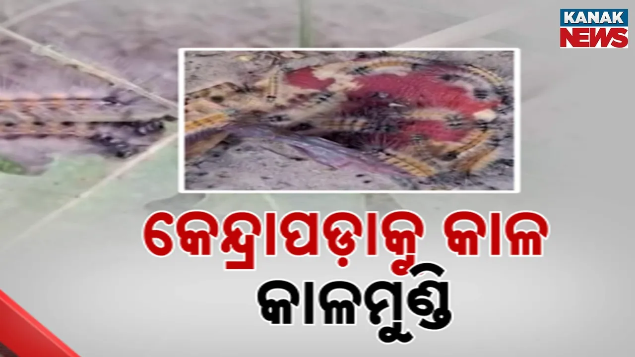  Kalamundi Poka Photograph: (kanak news) 