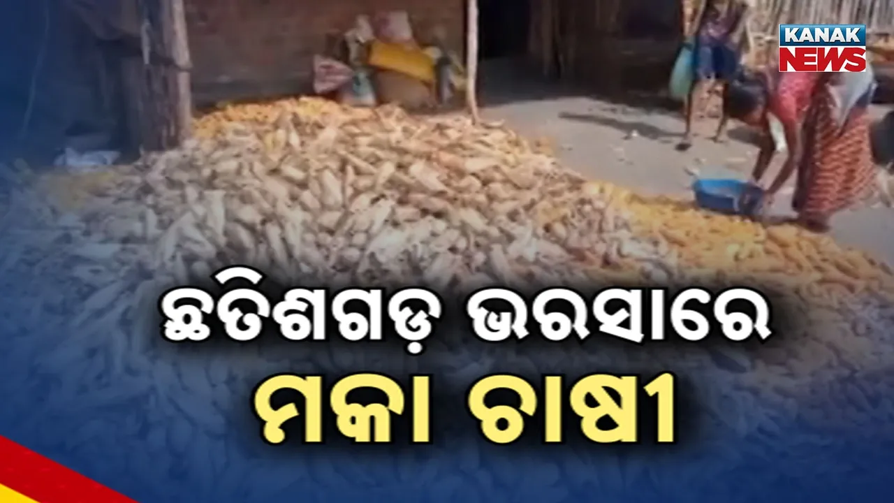  Maize Farming Photograph: (kanak news) 