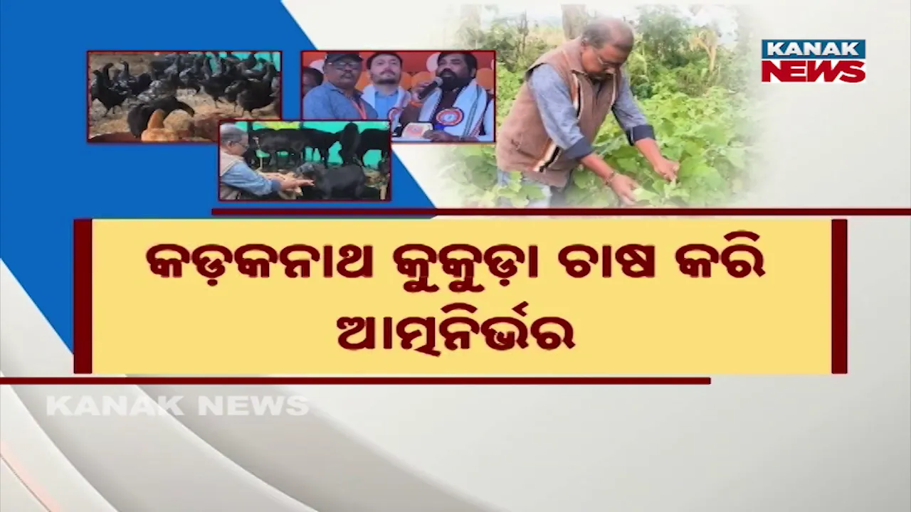  Kadaknath Photograph: (KanakNews) 