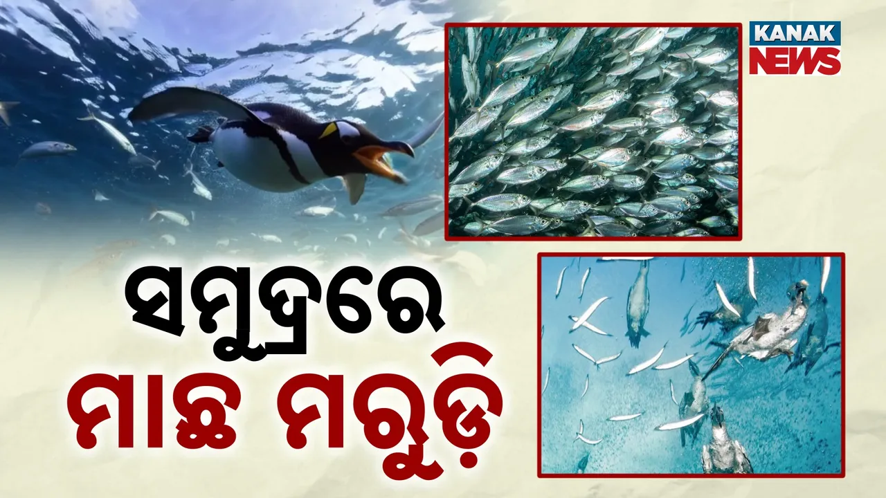  Penguin Photograph: (Kanak News) 