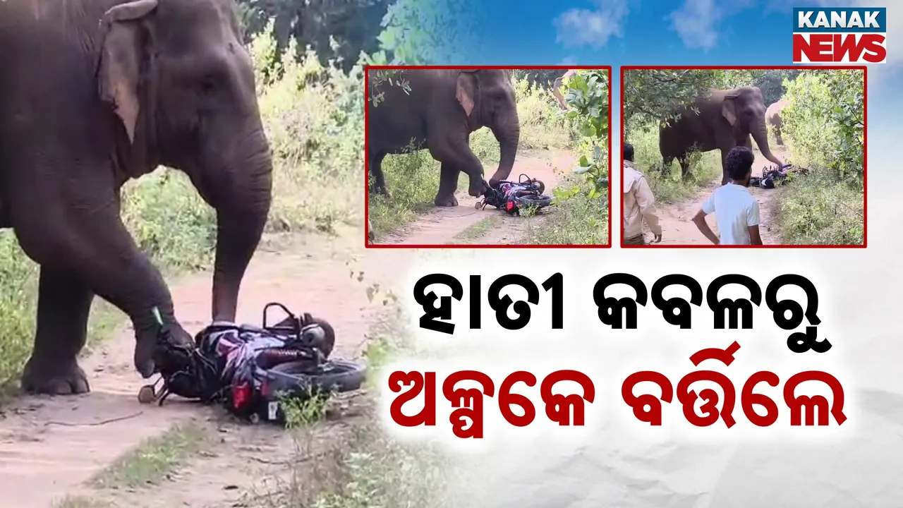  Wild Elephant Photograph: (Kanak News) 