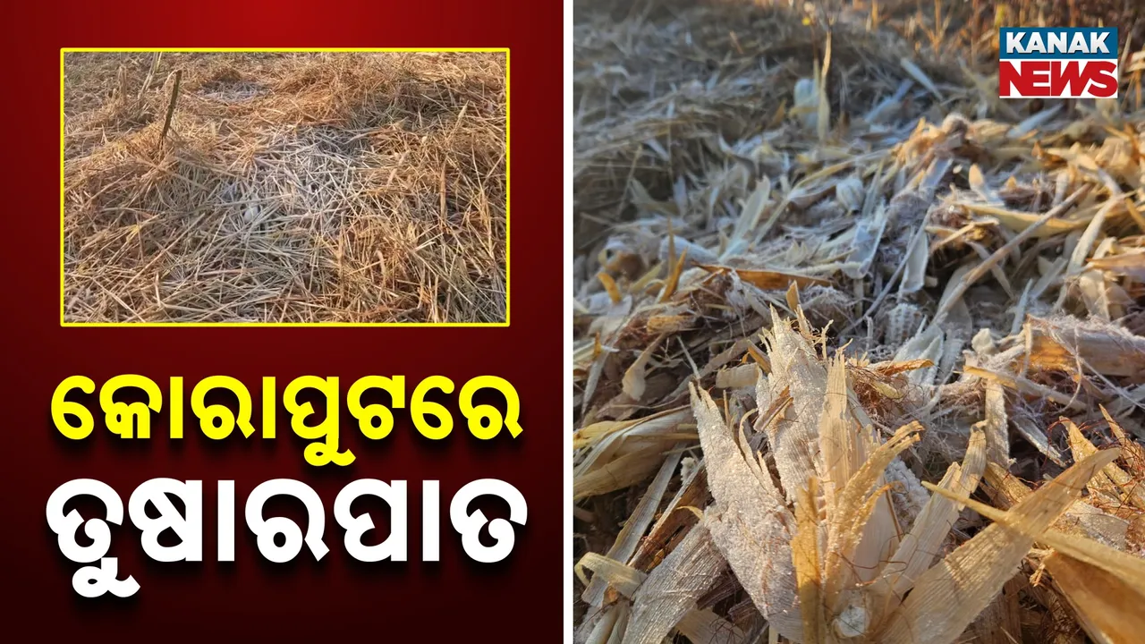  Severe Cold Grips Odisha Photograph: (Kanak News) 