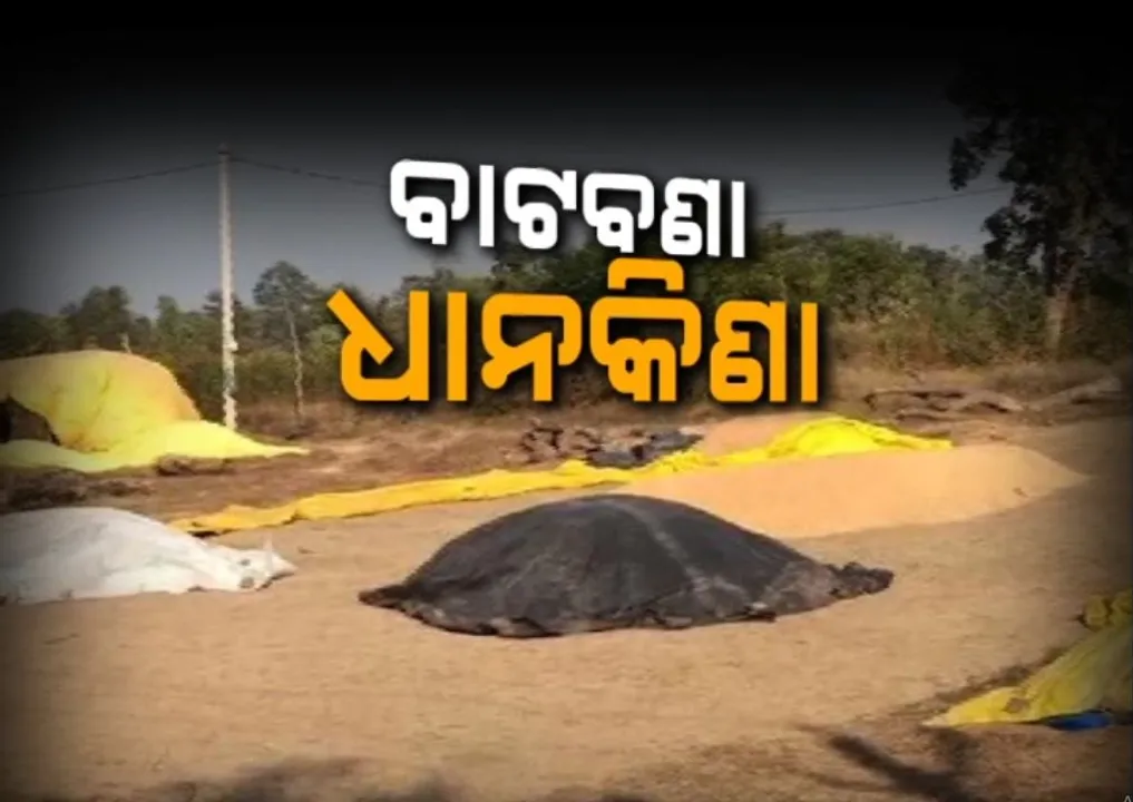  ଅମଳ ପରେ ମଣ୍ଡିରେ ଧାନ ବିକିବାକୁ ଦହଗଞ୍ଜ ହେଉଛନ୍ତି ଚାଷୀ, କାହାର ଆସିନି ଟୋକନ ତ କିଏ ମଣ୍ଡିରେ ଧାନ ରଖି ସାଜିଛି ଜଗୁଆଳି