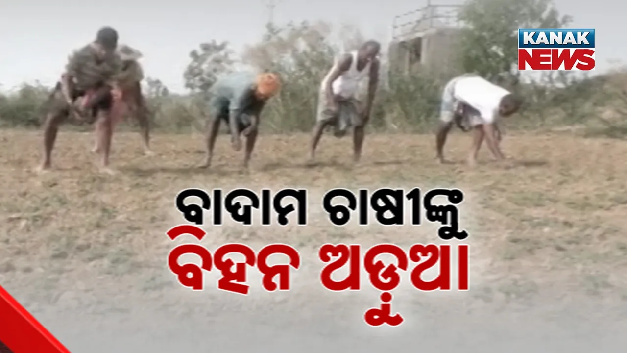  Fareming Photograph: (kanak news) 