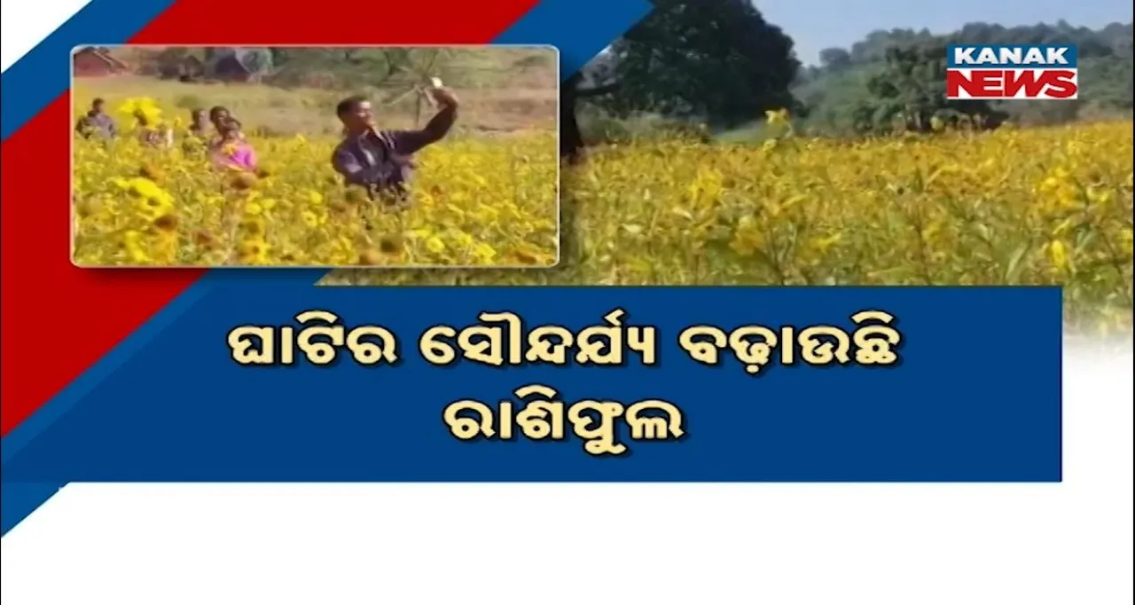  ଘାଟି ମଣିଷଙ୍କ ରୋଜଗାରର ମାଧ୍ୟମ, ପର୍ଯ୍ୟଟକଙ୍କୁ ମନୋରଞ୍ଜନର ଖୋରାକ ଯୋଗାଉଛି କେନ୍ଦୁଝର କାଞ୍ଜିପାଣି ଘାଟିର ରାଶିଫୁଲ