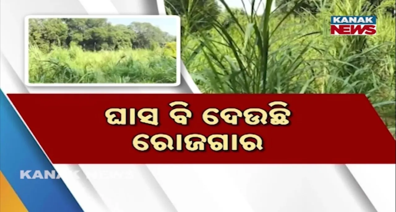  ଗ୍ରିନ୍‌ ନାପିୟର ଭଳି ଉନ୍ନତମାନର ଘାସ ଚାଷ କରୁଛନ୍ତି ଖୋର୍ଦ୍ଧ ବେଗୁନିଆ ଅଞ୍ଚଳର ଚିତ୍ତରଞ୍ଜନ,  ଗୋଖାଦ୍ୟ ଭାବେ ଏହି ଘାସକୁ ବ୍ୟବହାର କରନ୍ତି ଚାଷୀ