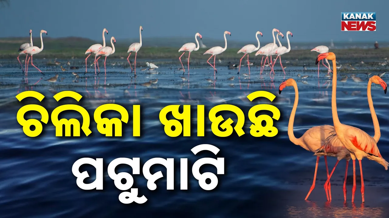  Chilika Photograph: (KanakNews) 