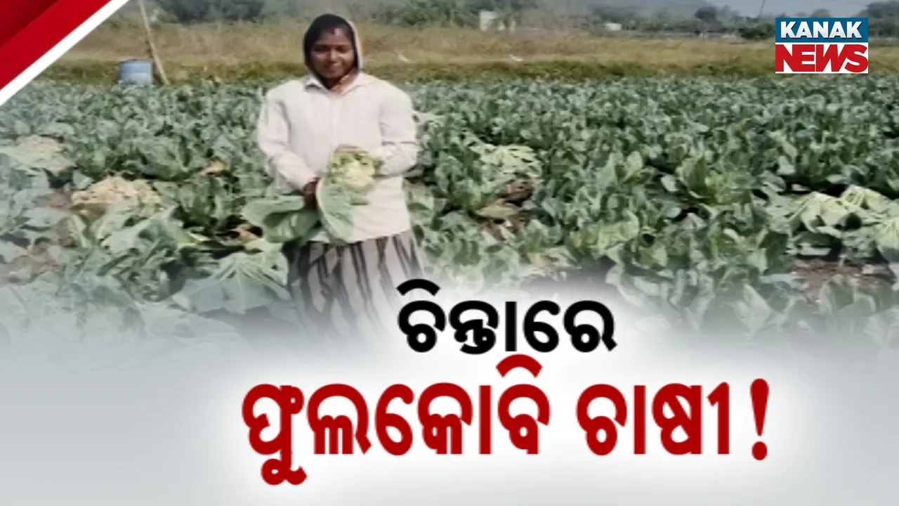  Cauliflower Photograph: (KanakNews) 