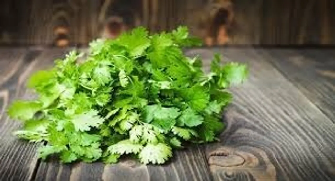 coriander
