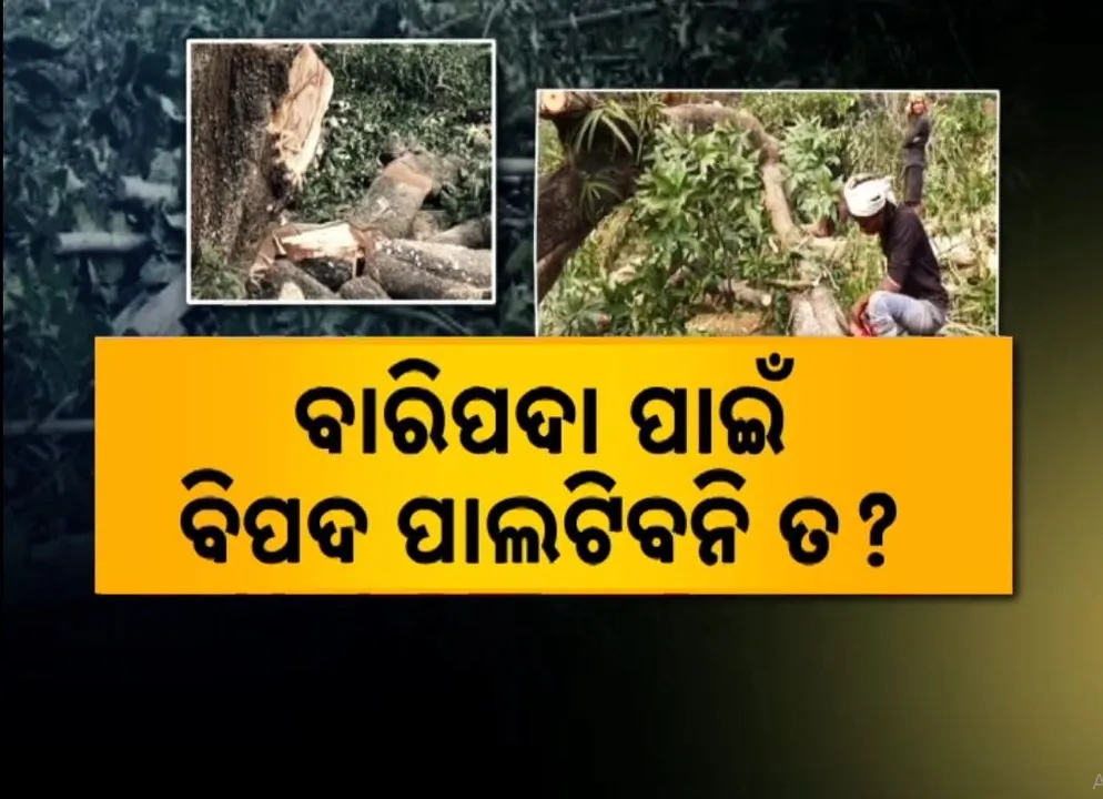  ନୂଆ ବସଷ୍ଟାଣ୍ଡ ପାଇଁ ପ୍ରକୃତି ଉପରେ ପ୍ରହାର, ବାରିପଦାରେ କଟା ଯାଉଛି ଶହଶହ ଗଛ