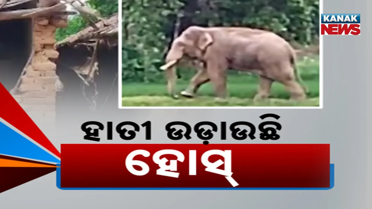  ELEPHANT Photograph: (KanakNews) 