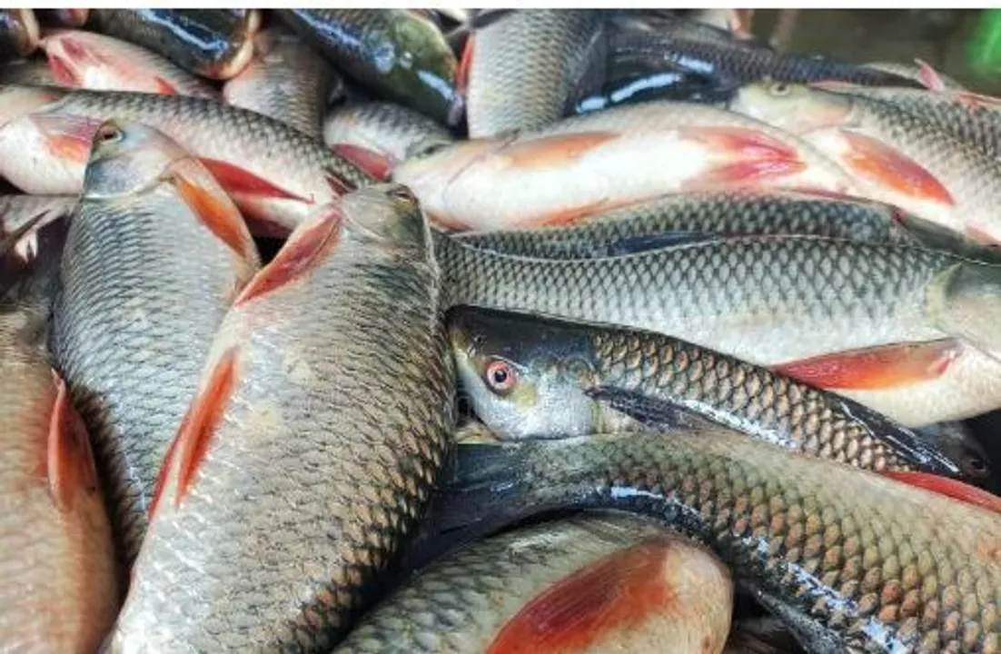  Photograph: (kanaknews) 