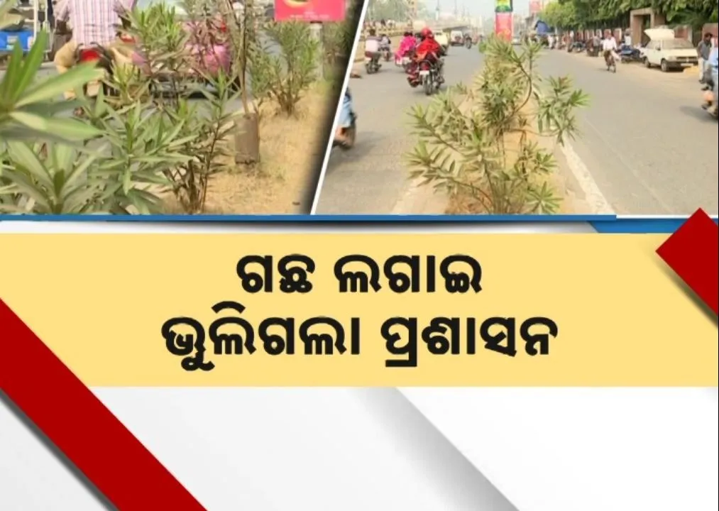  ଗଛ ଲଗାଇ ଭୁଲିଗଲା ପ୍ରଶାସନ, ଯତ୍ନ ଅଭାବରୁ ଶୁଖିଗଲାଣି ଶହ ଶହ ଗଛ, ପାଣିରେ ପଡ଼ିଲା ଲକ୍ଷ ଲକ୍ଷ ଟଙ୍କା