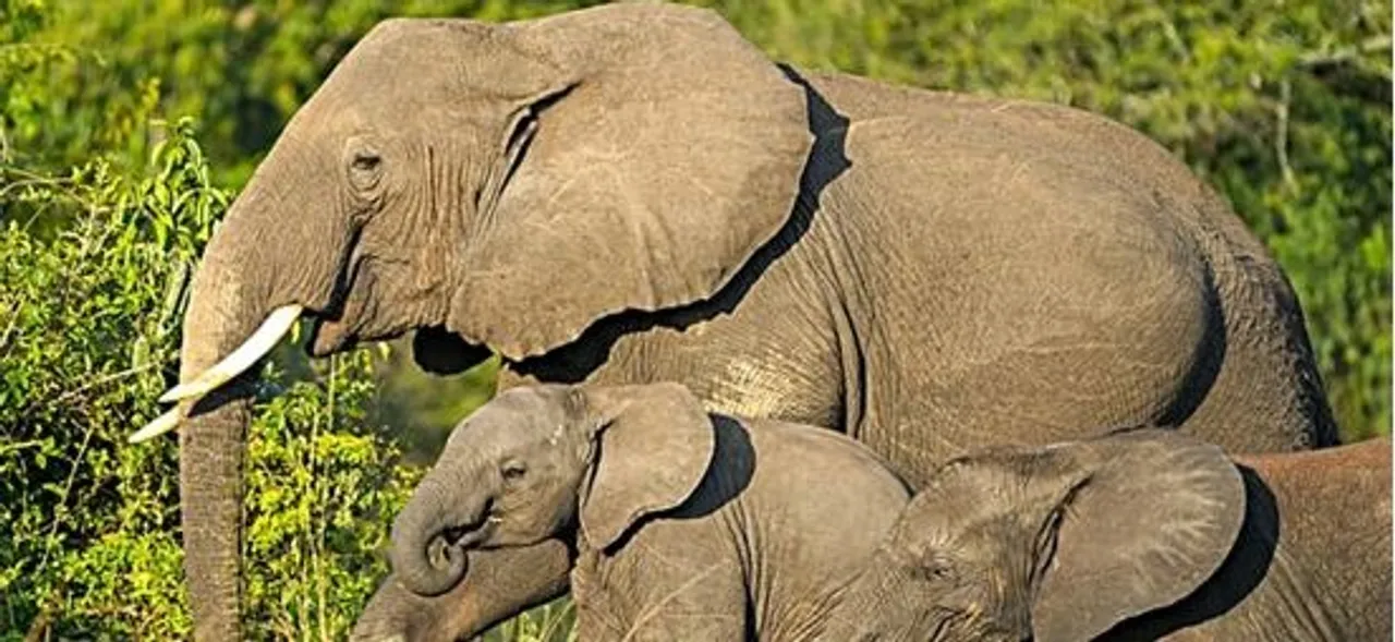  Photograph: (KANAKNEWS) 