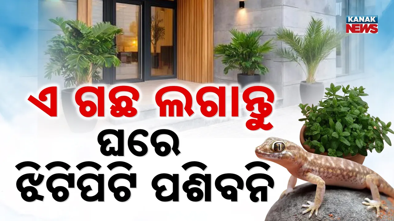  Photograph: (KANAKNEWS) 