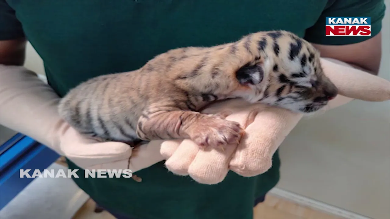  Tiger Birth Photograph: (KanakNews) 