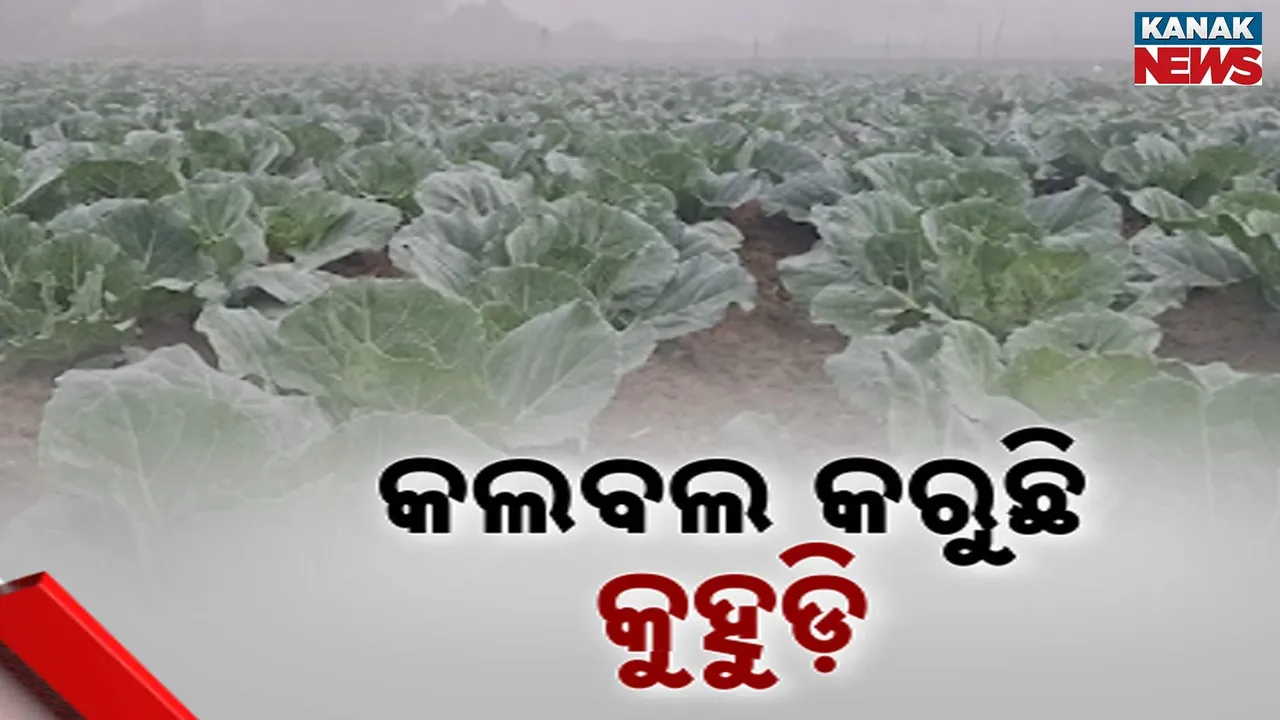  Damages Vegetable Photograph: (Kanak News) 