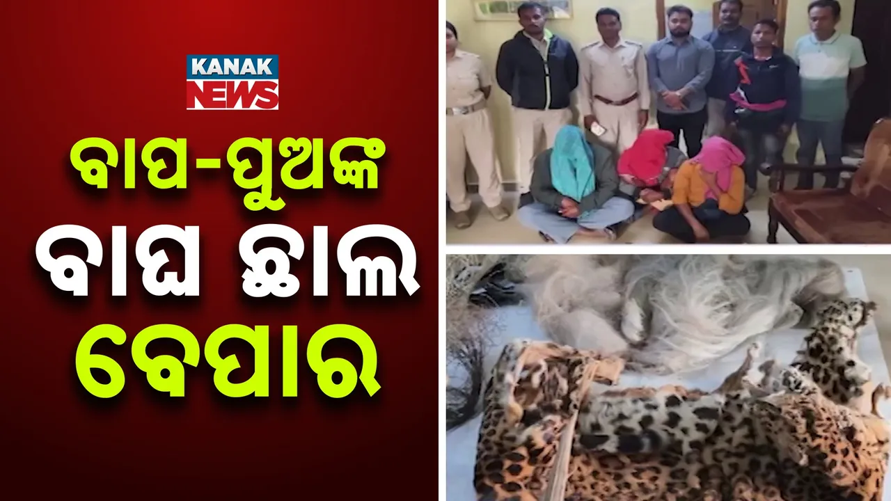  Tiger skins Photograph: (KanakNews) 