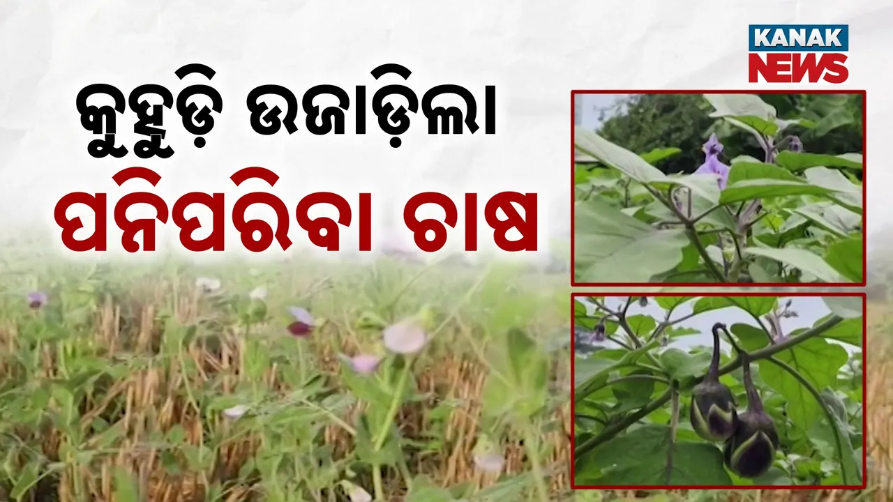  Farming Photograph: (kanak news) 