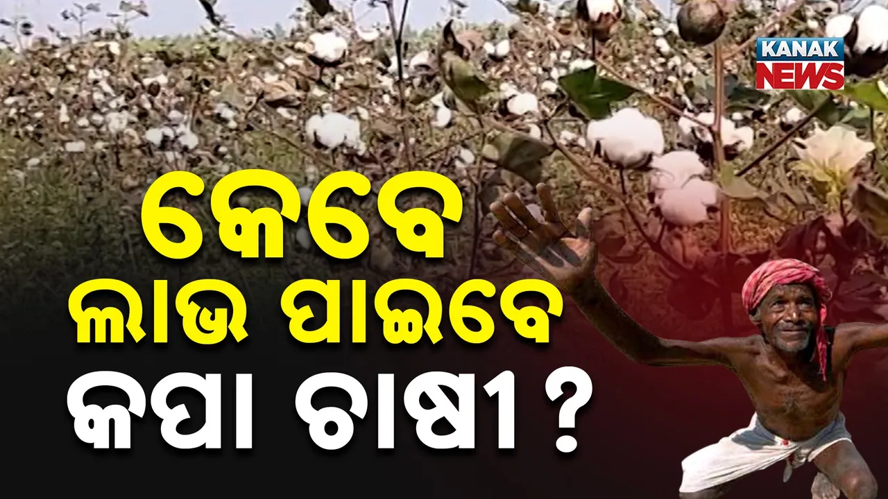  ବ୍ୟବସ୍ଥିତ ହୋଇପାରୁନି ମଣ୍ଡି ବ୍ୟବସ୍ଥା ;କାନ୍ଦୁଛନ୍ତି କପା ଚାଷୀ