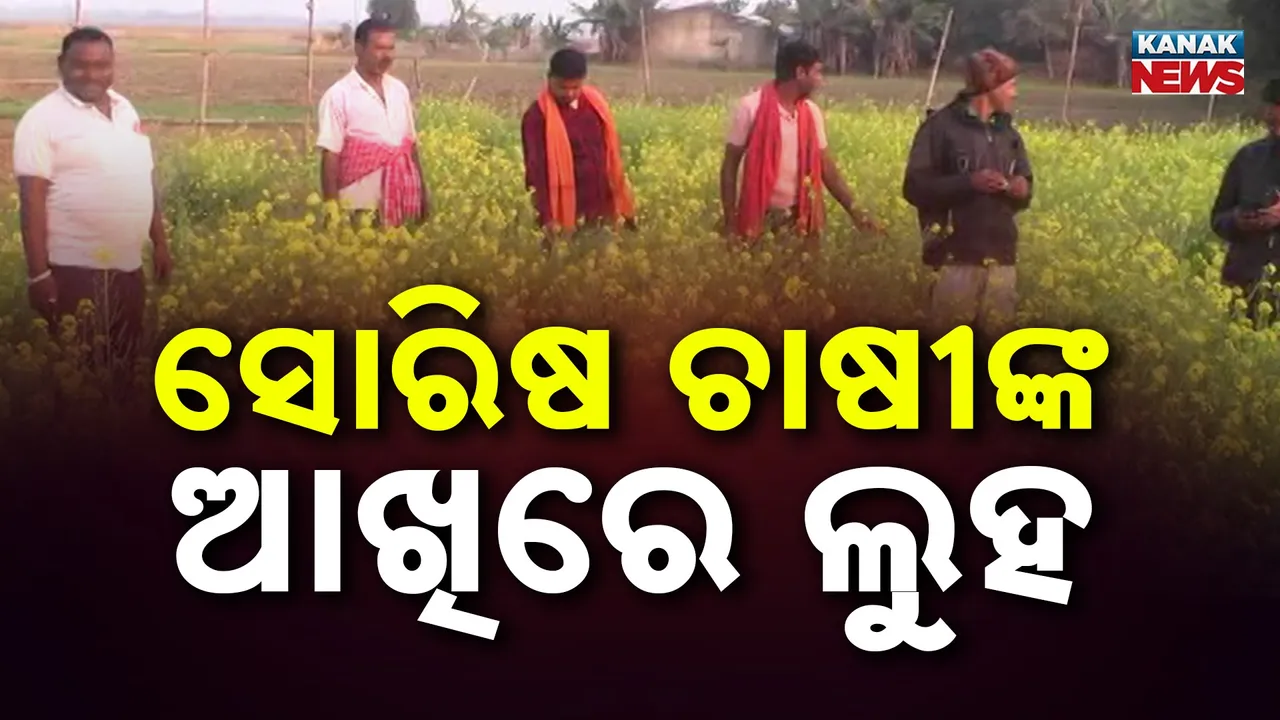  ସରକାର ଯୋଗାଉ ନାହାଁନ୍ତି ଉପଯୁକ୍ତ ସହାୟତା, କ୍ଷତି ସହୁଛନ୍ତି ସୋରିଷ ଚାଷୀ