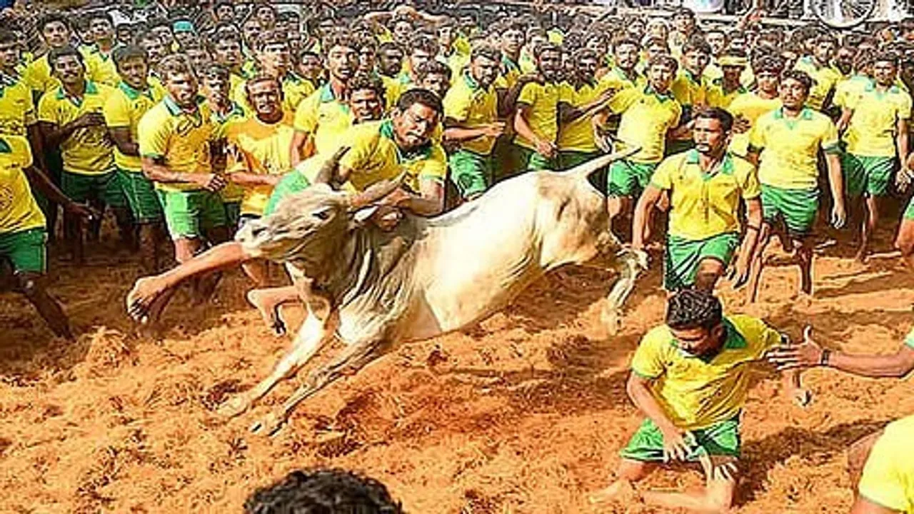  Jallikattu bull Photograph: (google) 