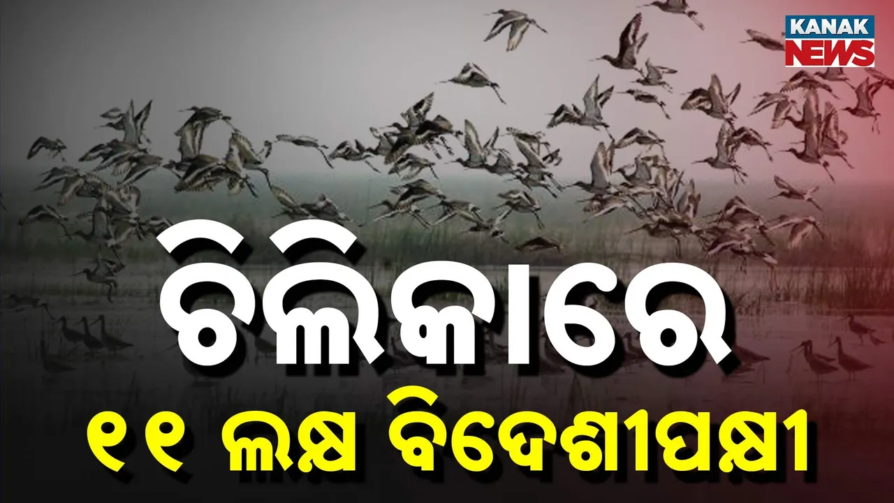  chilika bird Photograph: (KanakNews) 