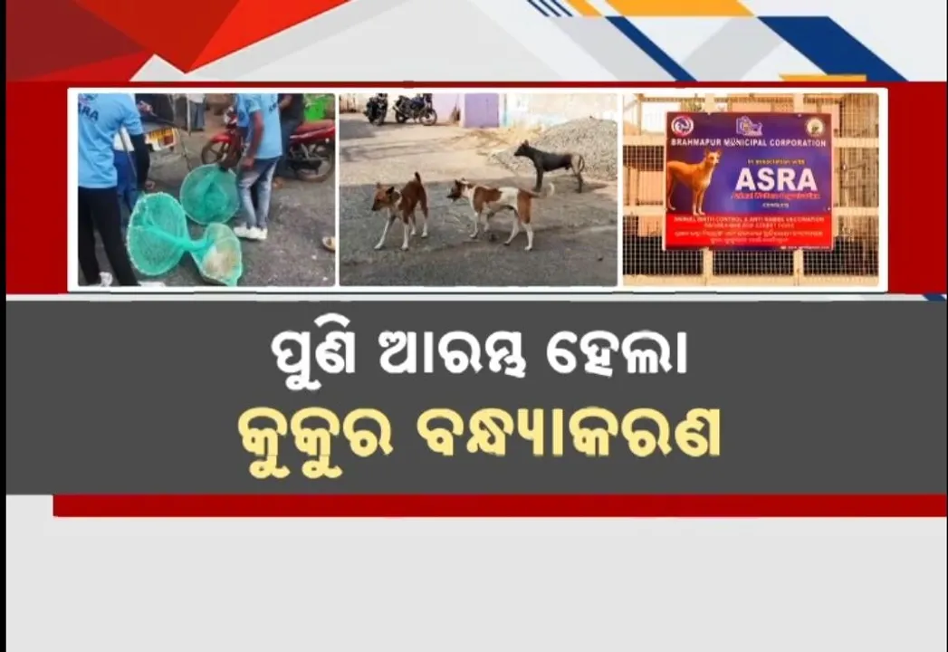  ପୁଣି ବ୍ରହ୍ମପୁର ସହରରେ ଆରମ୍ଭ ହେଲା କୁକୁର ବନ୍ଧ୍ୟାକରଣ, ପ୍ରଶ୍ନ ଉଠାଇଲେ ପଶୁ ପ୍ରେମୀ