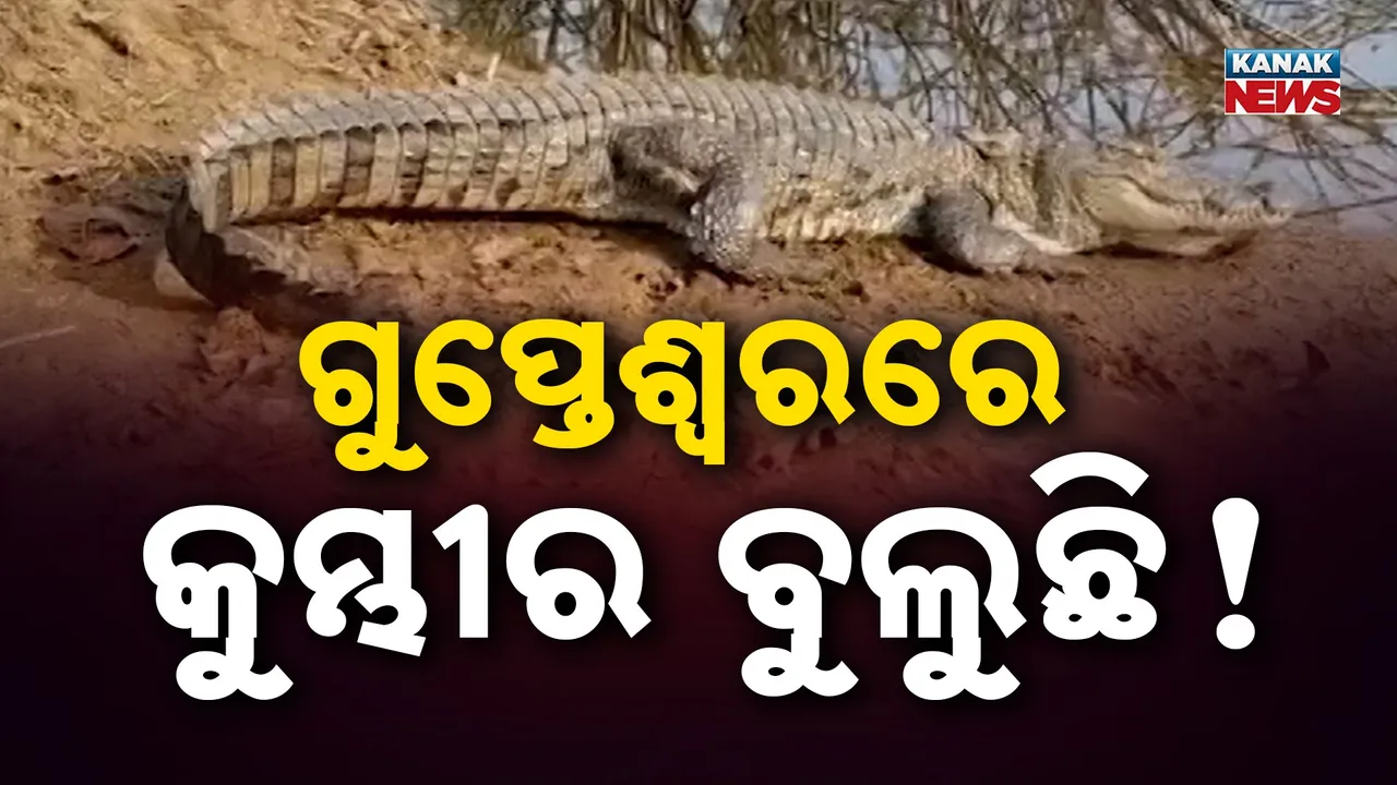  Crocodiles Photograph: (KanakNews) 