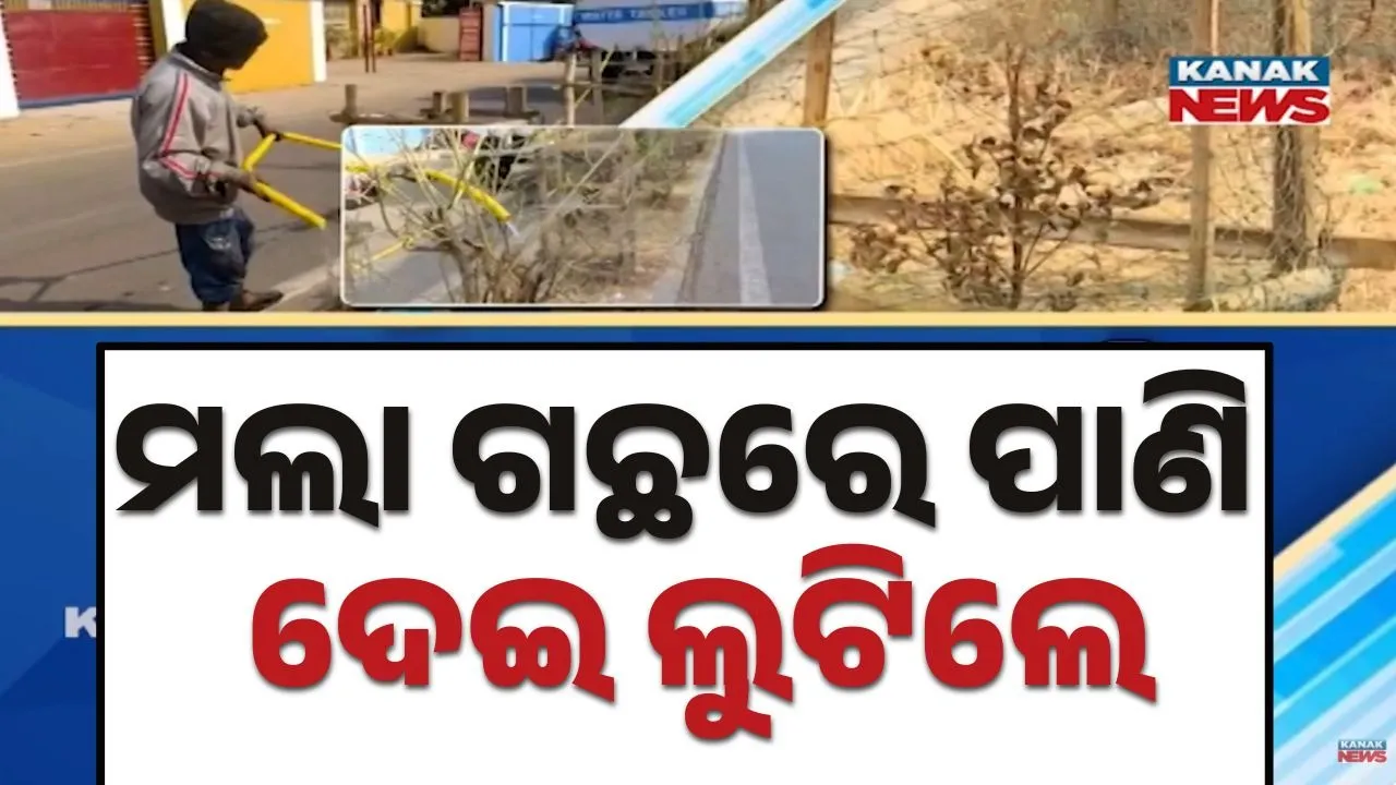  Tree Photograph: (KanakNews) 