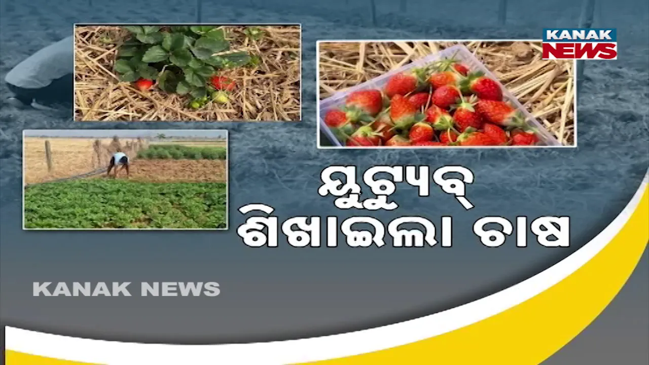  ୟୁଟ୍ୟୁବ୍‌ ଶିଖାଇଲା ଚାଷ, ଷ୍ଟ୍ରବେରି ଚାଷ ଦେଲା ପରିଚୟ