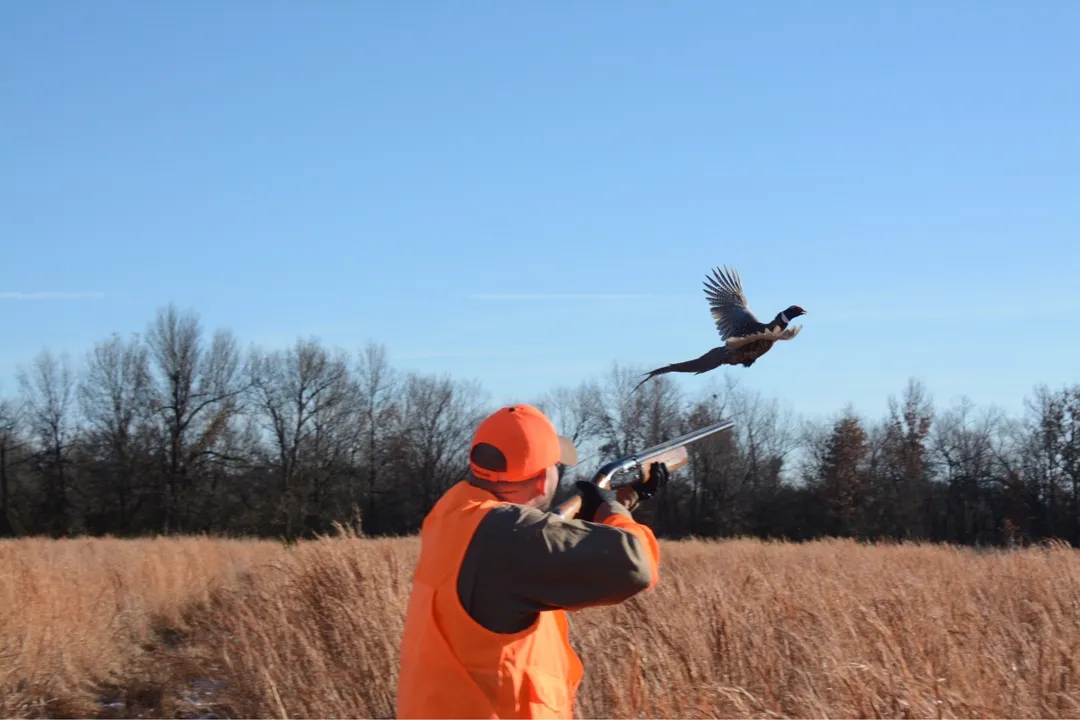  bird hunters Photograph: (Google) 