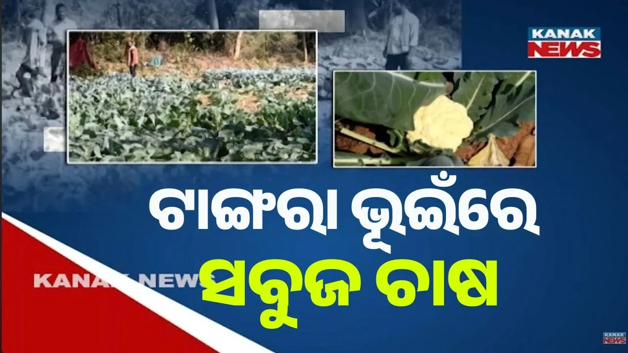  ଢେଙ୍କାନାଳ ପଥରଖମ୍ ଗାଁରେ ଟାଙ୍ଗରା ଭୂଇଁରେ ଫଳିଛି ସବୁଜ ପରିବା, ଜଣେ ଜଣେ ଚାଷୀ ରୋଜଗାର କରୁଛନ୍ତି ୨ ରୁ ୩ ଲକ୍ଷ ଟଙ୍କା