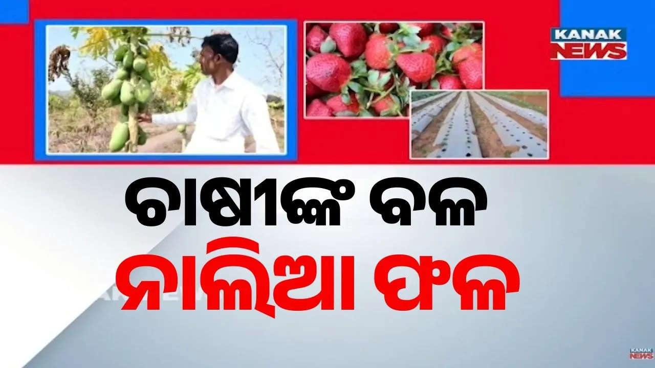  ଓଡ଼ିଶାରେ ବଢ଼ୁଛି ଷ୍ଟ୍ରବେରି ଚାଷ, ଚାଷୀଙ୍କ ପାଇଁ ଲାଭଦାୟକ ବିକଳ୍ପ ପାଲଟିଛି ନାଲିଆ ଫଳ